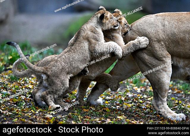 03 November 2023, Saxony, Leipzig: The lion cubs of the lioness Kigali (r) at Leipzig Zoo frolic around the enclosure in the morning