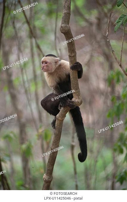 White-throated Capuchin Monkeys seated in the jungles of Costa Rica