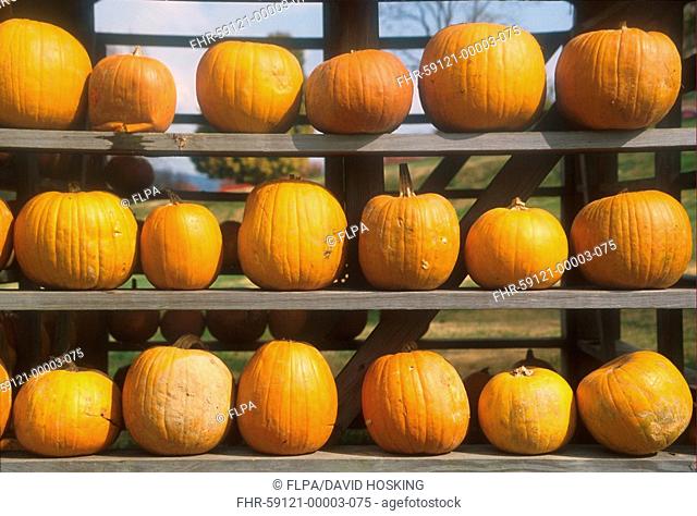 Pumpkin Harvest store - Great Smoky Mountains, Tennessee, USA