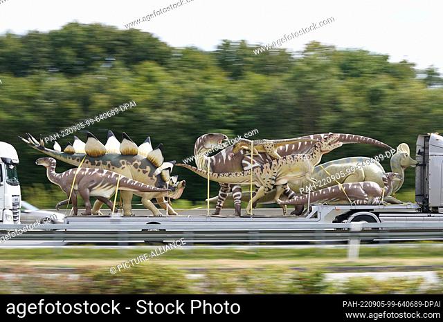 05 September 2022, Schleswig-Holstein, Neumünster: Dinosaur models of the mobile experience exhibition ""Dinosaurs - In the Realm of Prehistoric Times"" are...