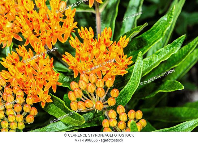 Butterfly Weed Asclepias tuberosa in Corolla, NC USA