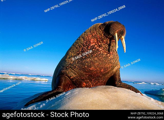 Atlantic Walrus basking on ice floe, Odobenus rosmarus rosmarus, Igloolik, Nunavut, Canada, Arctic Ocean.  Date: 20/10/2005  Ref: ZB792-109224-0068  COMPULSORY...
