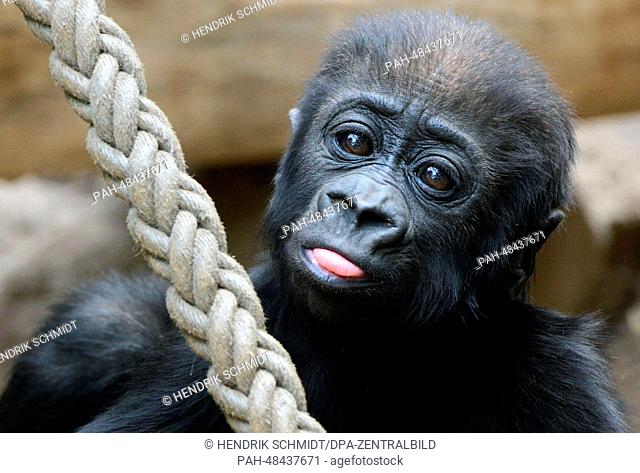 Five-month old baby gorilla Jengo plays with a rope at the zoo in Leipzig,  Germany, 08 May 2014. Gorilla boy Jengo becomes more independent from day to day and...