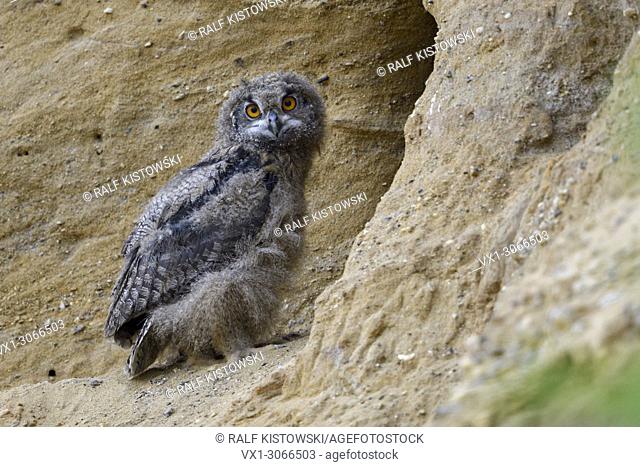 Eurasian Eagle Owl ( Bubo bubo ), young chick, standing in front of its nest burrow in a sand pit, wildlife, Europe