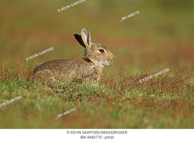 Rabbit (Oryctolagus cuniculus), Suffolk, England, United Kingdom