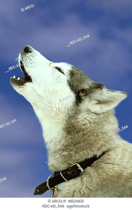 Siberian Husky howling