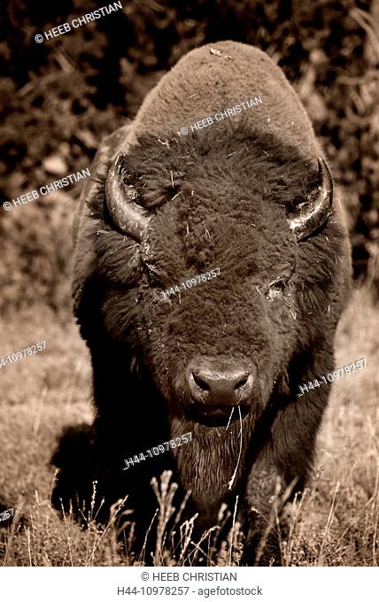 USA, United States, America, Wyoming, Rockies, Rocky Mountains, Yellowstone, National Park, UNESCO, World Heritage, bison, animal, American bison, wildlife