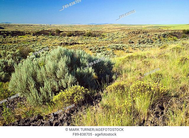 Sagebrush and wildflowers in dry wash, Columbia Plateau