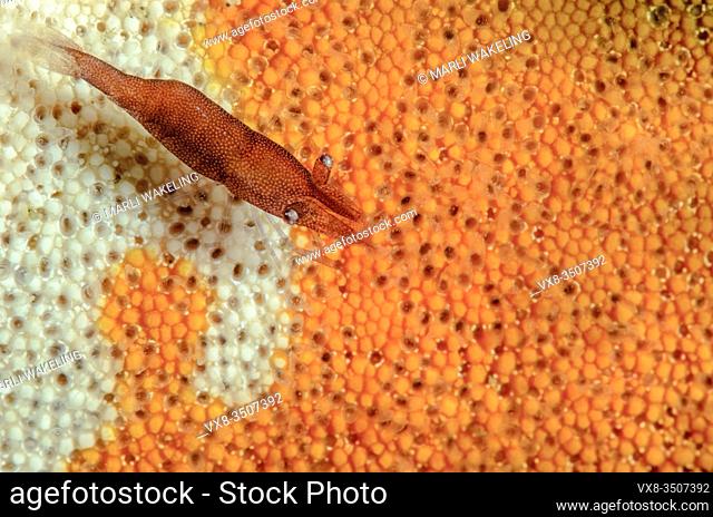 Sea star shrimp, Zenopontonia soror, Lembeh Strait, North Sulawesi, Indonesia, Pacific