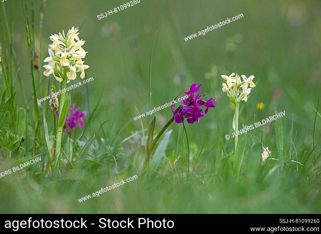 Elder-flowered Orchid (Orchis sambucina, Dactylorhiza sambucina). Flowering spikes of different colour. Germany