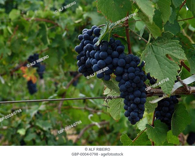 Bunches grapes, irrigated, production, wine, township, Lagoa Grande, Pernambuco, Brazil