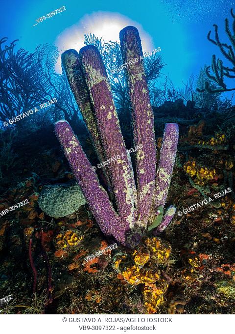 Reef scenery - aplysina archeri los roques - venezuela Purple Tube Sponge