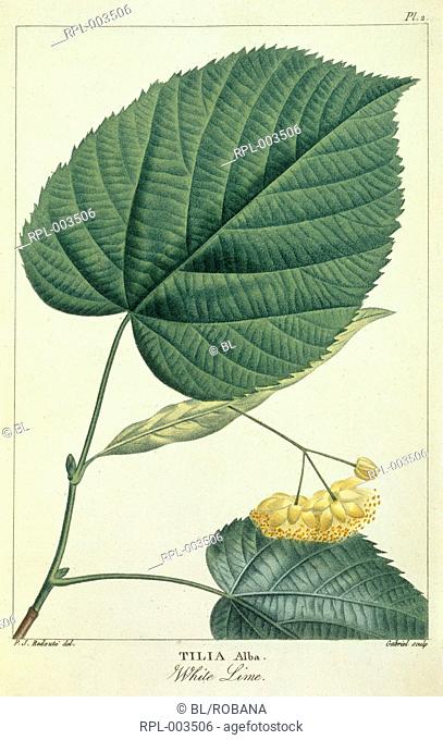 White Lime. Image taken from Histoire des Arbres Forestiers de l'Amerique Septentrionale, consideres principalement sous les rapports de leur usage dans les...
