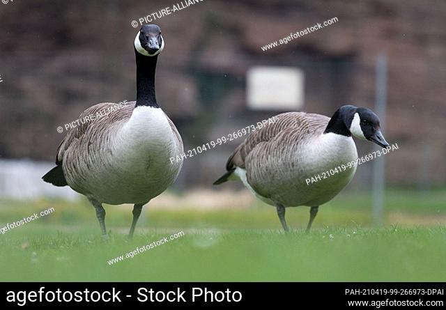 19 April 2021, Baden-Wuerttemberg, Stuttgart: Two Canada geese walk across a meadow in a cordoned-off area in Höhenpark Killesberg