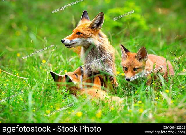 Two little cubs of red fox, vulpes vulpes, frolicking beside their mother on meadow. Fox family on the forest cleaning. Adorable animal family in wild nature