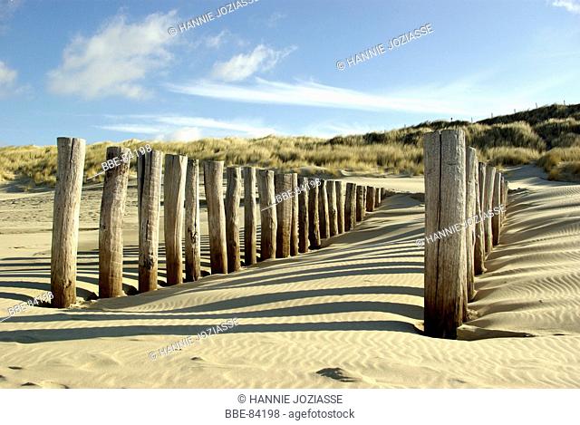 Wooden poles at the beach protect the beach