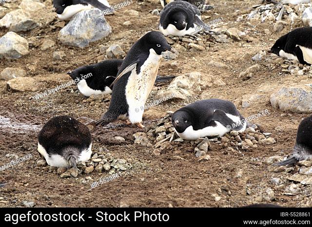 Adelie Penguin (Pygoscelis adeliae), group breeding in colony, Antarctica, Devil Island, Weddell Sea, Antarctica