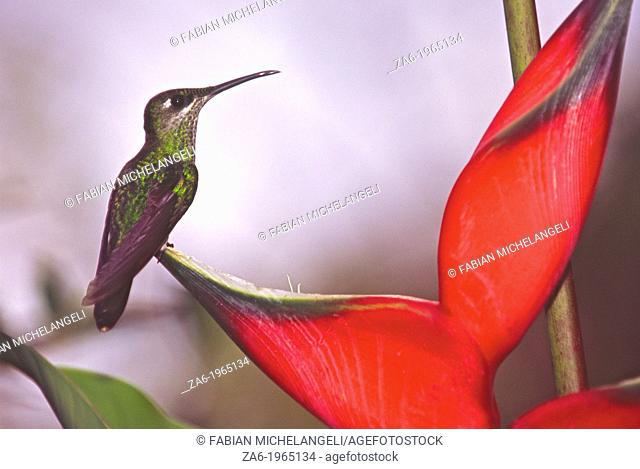 Violet-fronted brilliant (Heliodoxa leadbeateri), female bird perched on a Heliconia flower in the cloud forest of northern Venezuela
