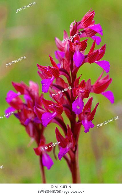 Butterfly orchis (Orchis papilionacea, Anacamptis papilionacea), blooming, Italy