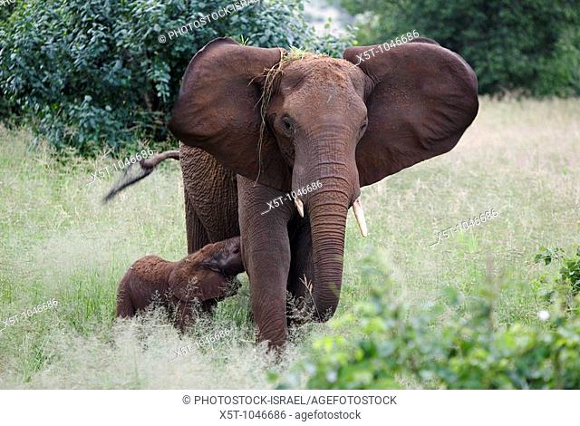 Elephant feeding a young, Tarangire National Park, United Republic of Tanzania, Tarangire Park is located about 120km from Arusha, south east of Manyara