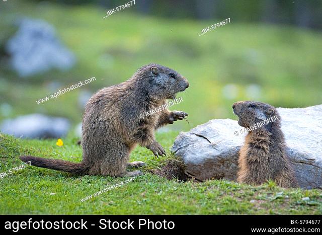 Two Alpine Marmots (Marmota marmota), young animals fighting playfully, Karwendel area, Austria, Europe