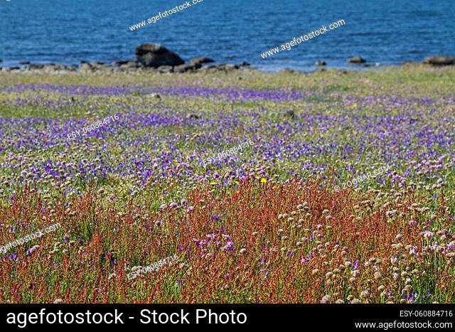 Wiese bedeckt mit blühenden wilden Stiefmütterchen im Naturschutzreservat Morups Tange an der schwedischen Nordseeküste