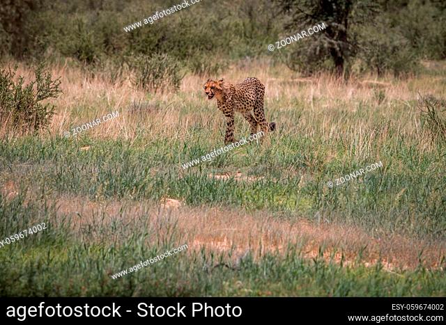 Cheetah walking in the grass in the Kgalagadi Transfrontier Park, South Africa