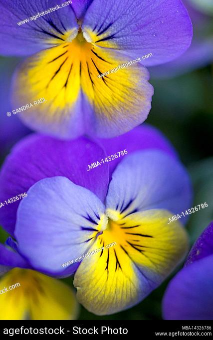 Horn violet (Viola cornuta), two flowers in purple and yellow