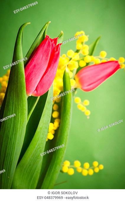Spring bouquet with red tulip and mimosa