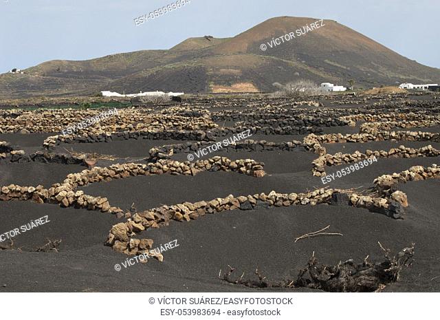 Lapilli cones for the cultivation of vines. La Geria Protected Landscape. Lanzarote. Canary Islands. Spain