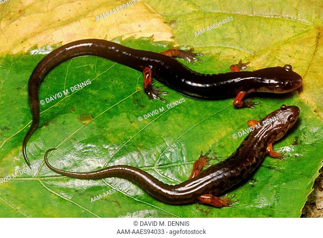 Salamander Mimicry: Jordan's (Plethodon jordani) & Mountain Dusky (Desmognathus ochrophaeus), Batesian mimicry