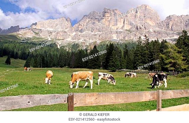 Alpenkühe vor dem Rosengarten