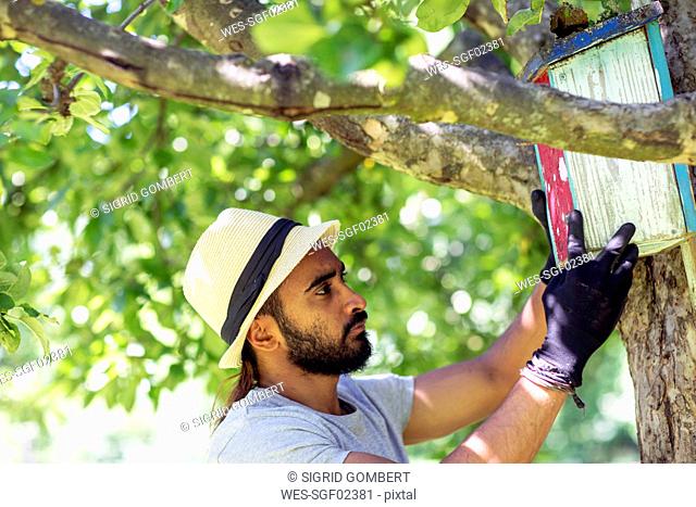 Bearded young man fixing birdhouse at tree