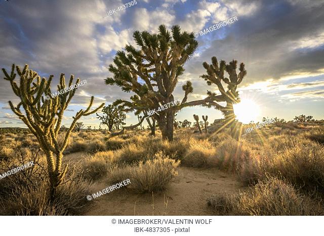 Joshua Trees (Yucca brevifolia) at sunset, Mojave desert, desert landscape, Mojave National Preserve, California, USA, North America