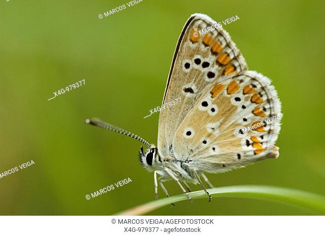 Mariposa morena serrana, Brown argus butterfly, Aricia cramera, Ourense, España