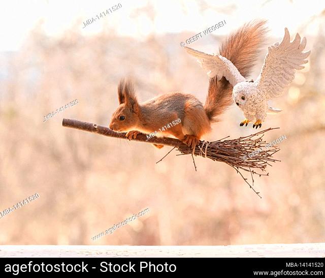 red squirrel is standing on a broom with owl