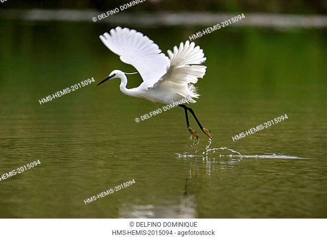 France, Doubs, Brognard, Echasier, Little Egret (Egretta garzetta), bird hunting for food in a marsh