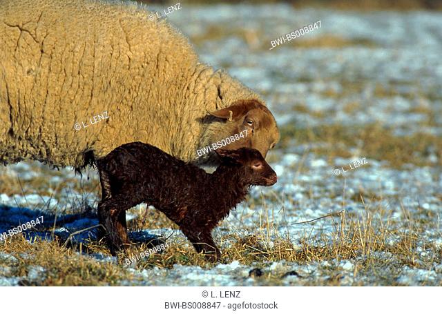 domestic sheep (Ovis ammon f. aries), sheep with lamb