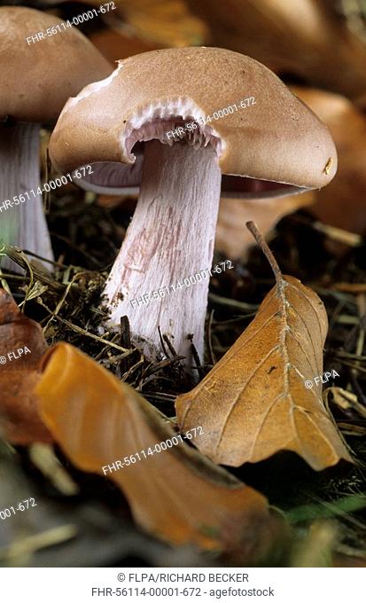 Violet Webcap Fungi Cortinarius violaceus Fruiting body under beech and spruce - Powys, Wales - October