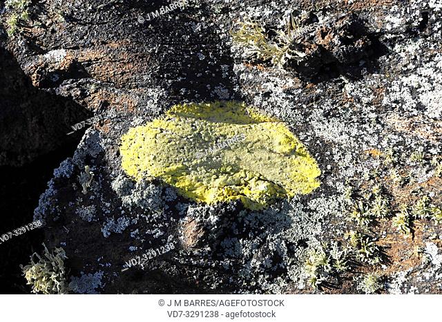 Pertusaria rupicola or Pertusaria sulphurea is a crustose lichen. This photo was taken in Lanzarote Island, Canary Islands, Spain