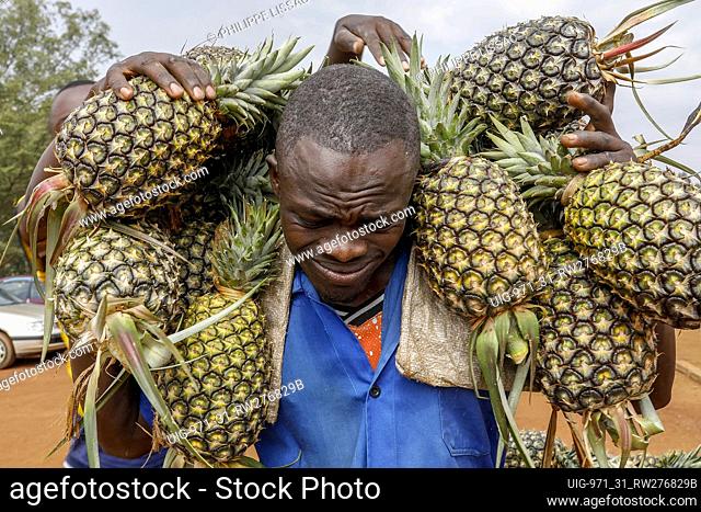 Man loaded with pineapples at Nyamata weekly market, Rwanda