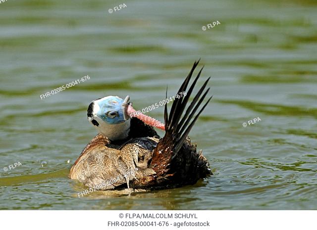 White-headed Duck (Oxyura leucocephala) adult male, pulling extended penis with beak after mating, on water (captive)