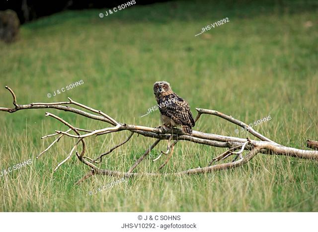 Eagle Owl, (Bubo bubo), adult on branch, Pelm, Kasselburg, Eifel, Germany, Europe