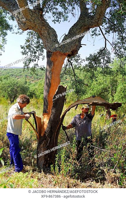 Harvesting cork. Sierra de San pedro. Extremadura. Spain