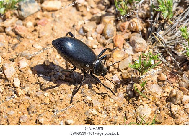 Pinacate Beetles, stinkbugs (Eleodes spec.), in defense posture, USA, Arizona, Sonoran