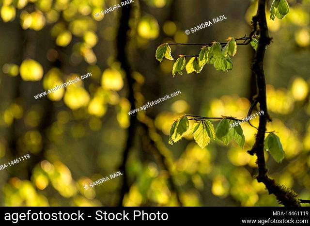 young light green leaves of copper beech shine in evening light, spring, Pfälzerwald Nature Park, Pfälzerwald-Nordvogesen Biosphere Reserve
