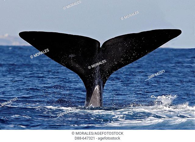 Sperm Whale. Physeter macrocephalus
