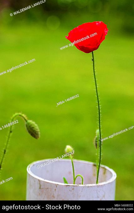 Opium poppy (Papaver somniferum) in the garden, adaptability
