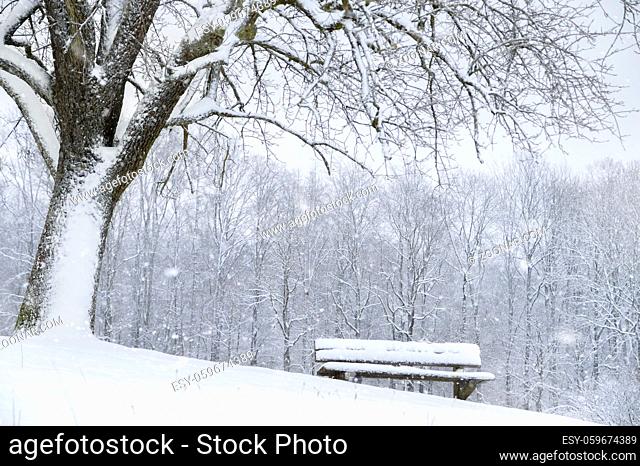 Winter scenery with a wooden bench under a big tree, covered in snow, while snowfall and snowy forest in the background