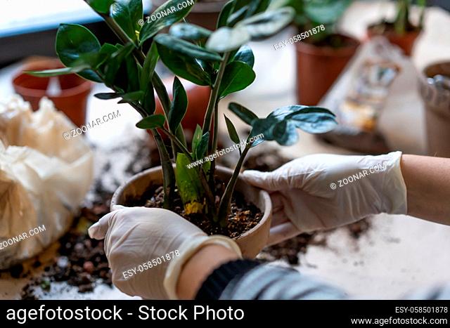 Female hands are planted in a flower pot